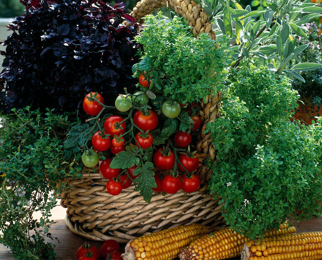 Basket of Tomato (Lycopersicon), Basil 'Oasis', 'Orient'