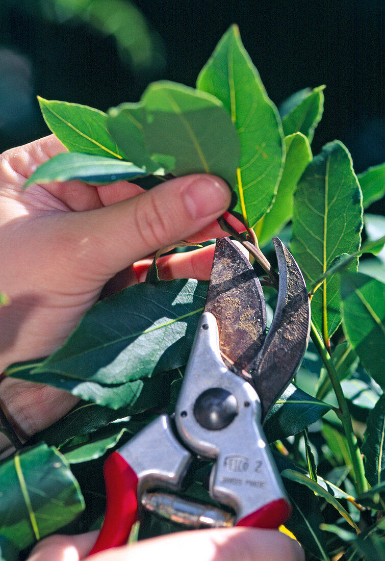 Rückschnitt von Lorbeer (Laurus nobilis)