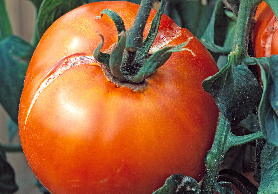 Tomate (Lycopersicon) durch Regen aufgeplatzt