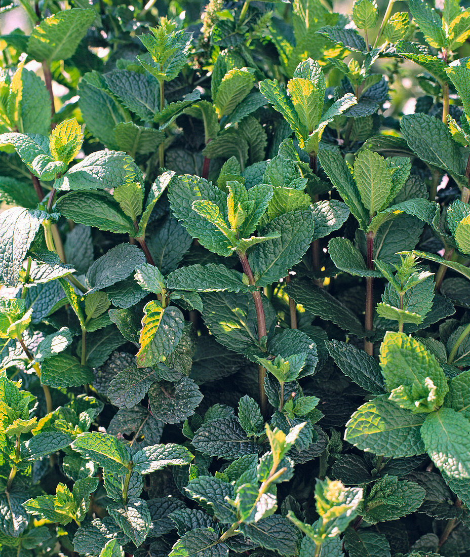 Englische Minze, grüne Minze, Spearmint (Mentha spicata)