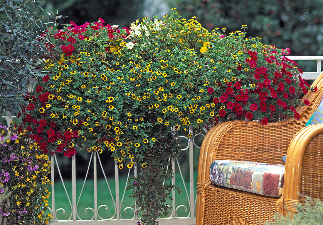 Petunia 'Carillon', Sanvitalia procumbens (Husarenkopf)