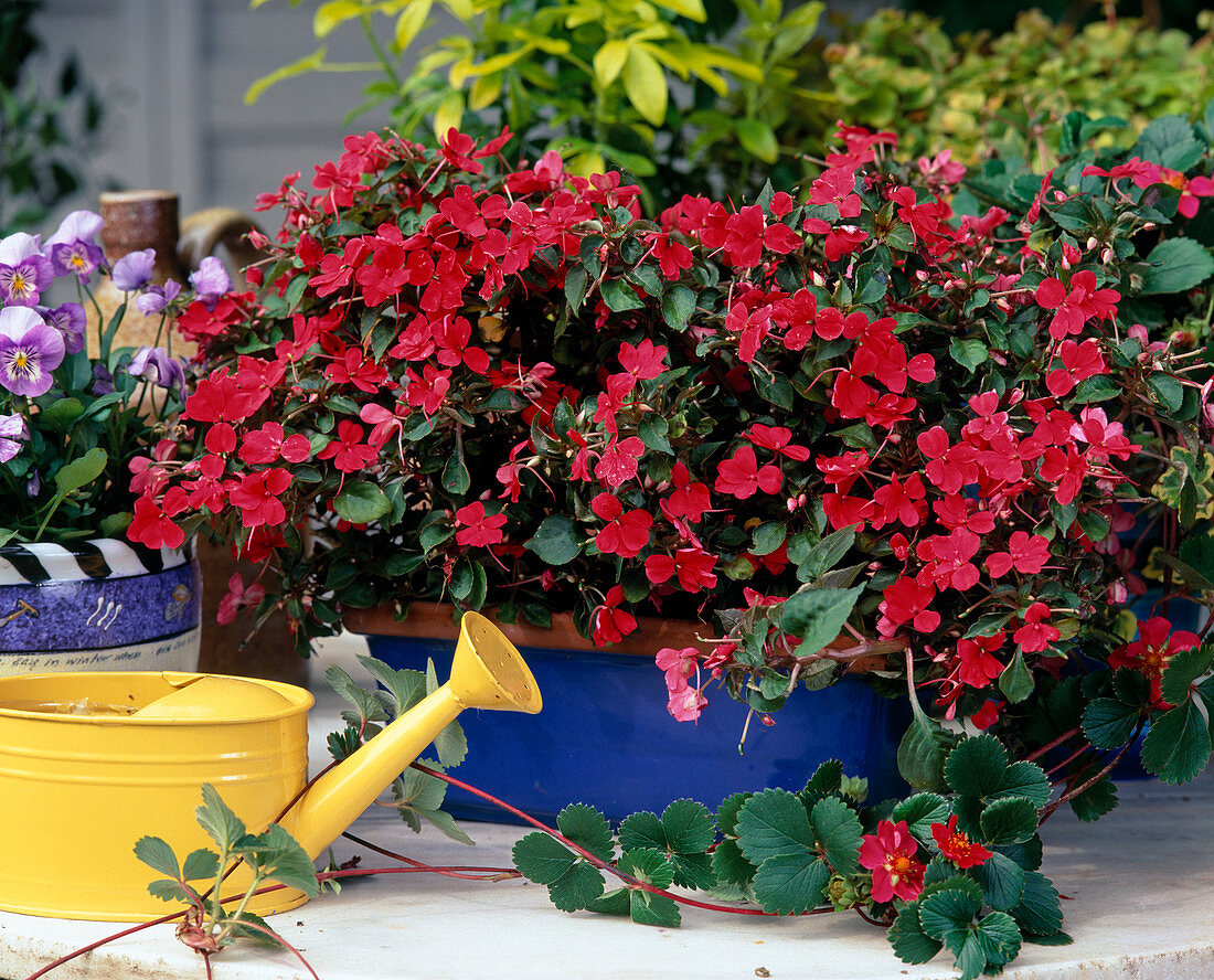 Mini-Impatiens walleriana 'Chico' (Diligent Lieschen)