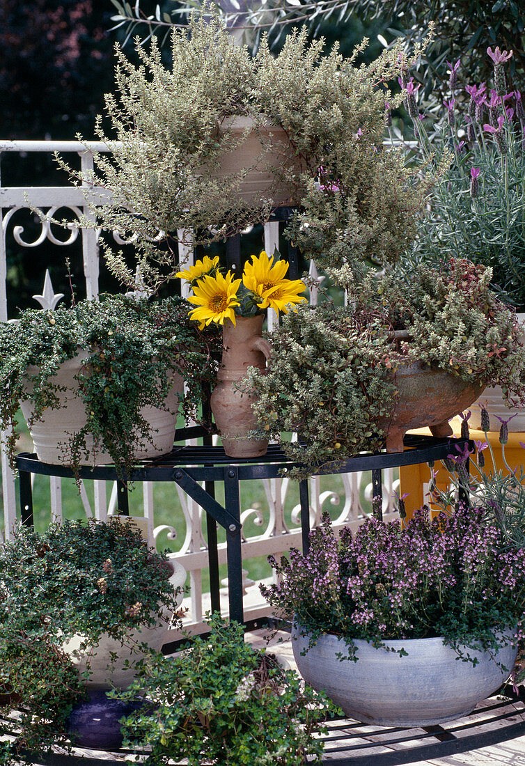 Thyme varieties in Provence