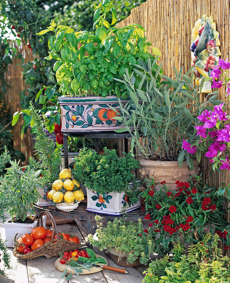 Toskana-Balkon: Basilikum, Salvia, Origanum