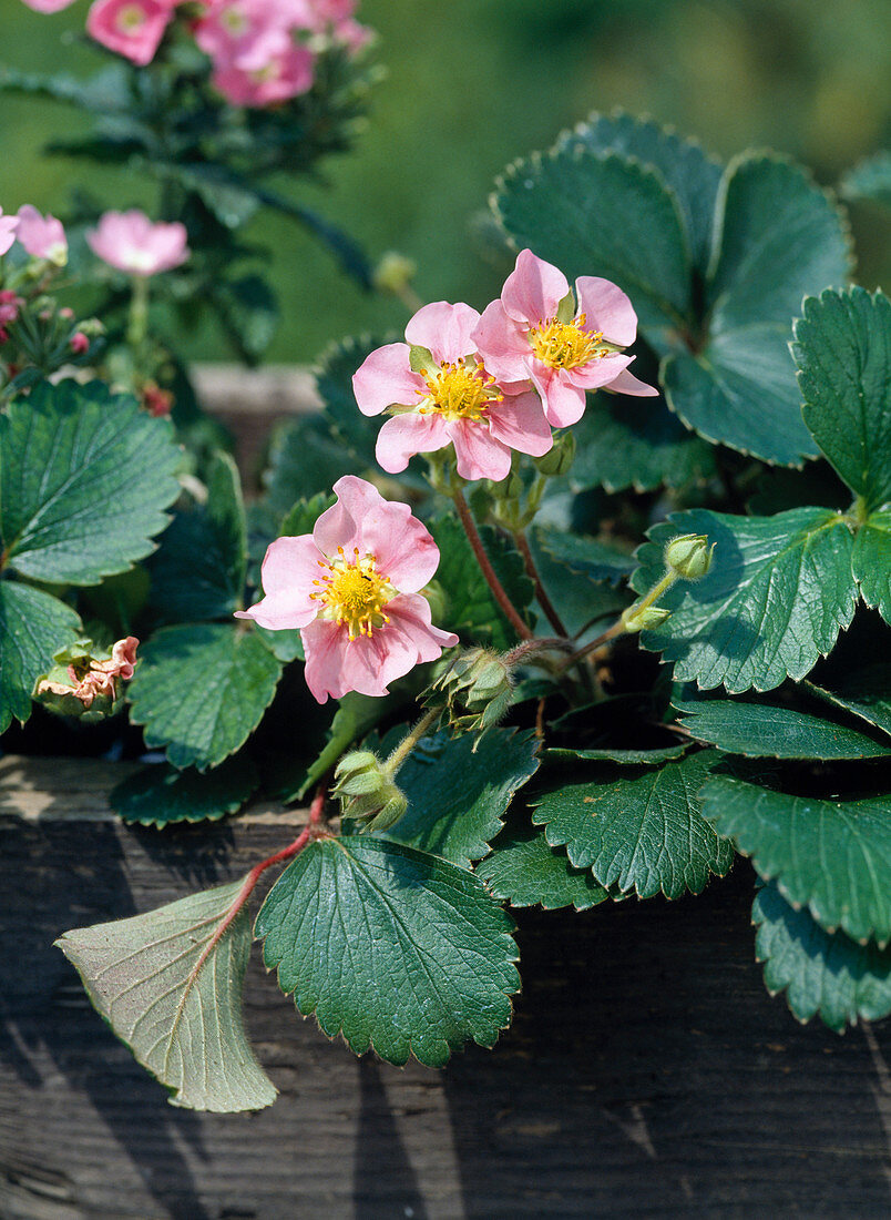 Ziererdbeere 'Pink Panda' (Fragaria x ananassa)