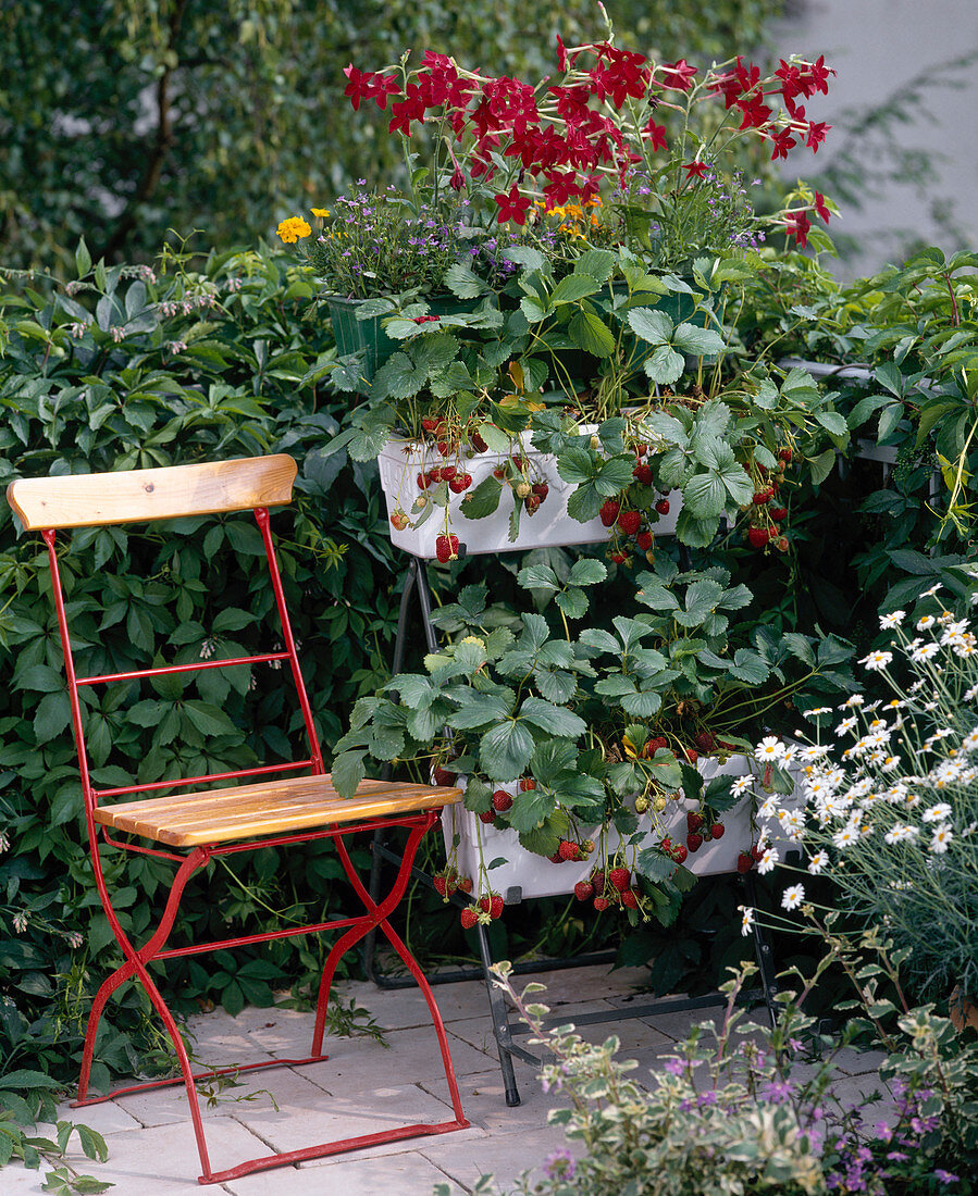 Plant stairs with strawberries