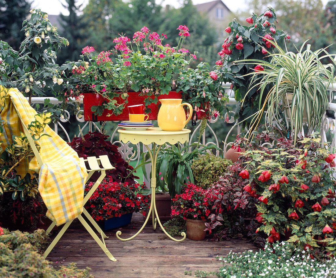 Red balcony: Abutilon, Impatiens, Coleus