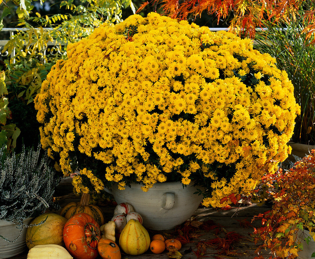 Dendranthema indicum, Autumn chrysanthemum, diameter 1, 5 M