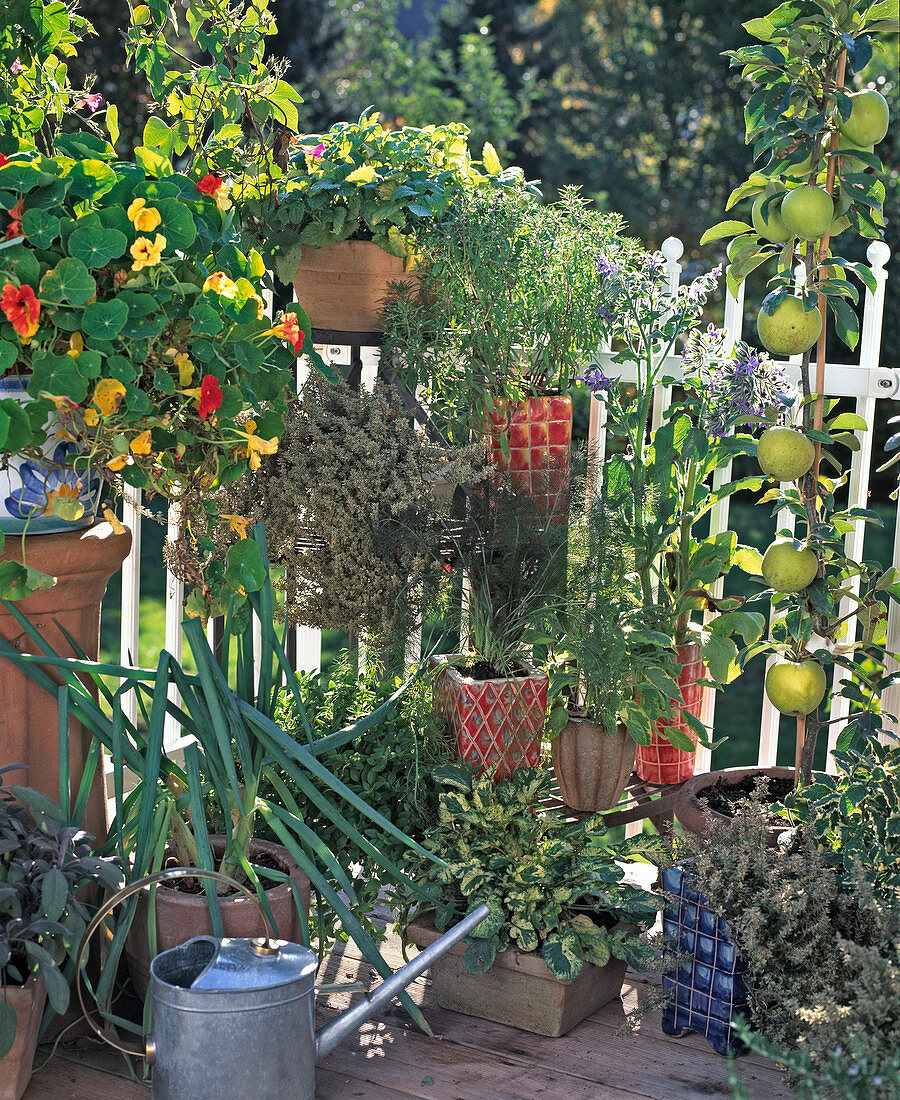 Tropaeolum, Zitronenmelisse, SATUREJA,