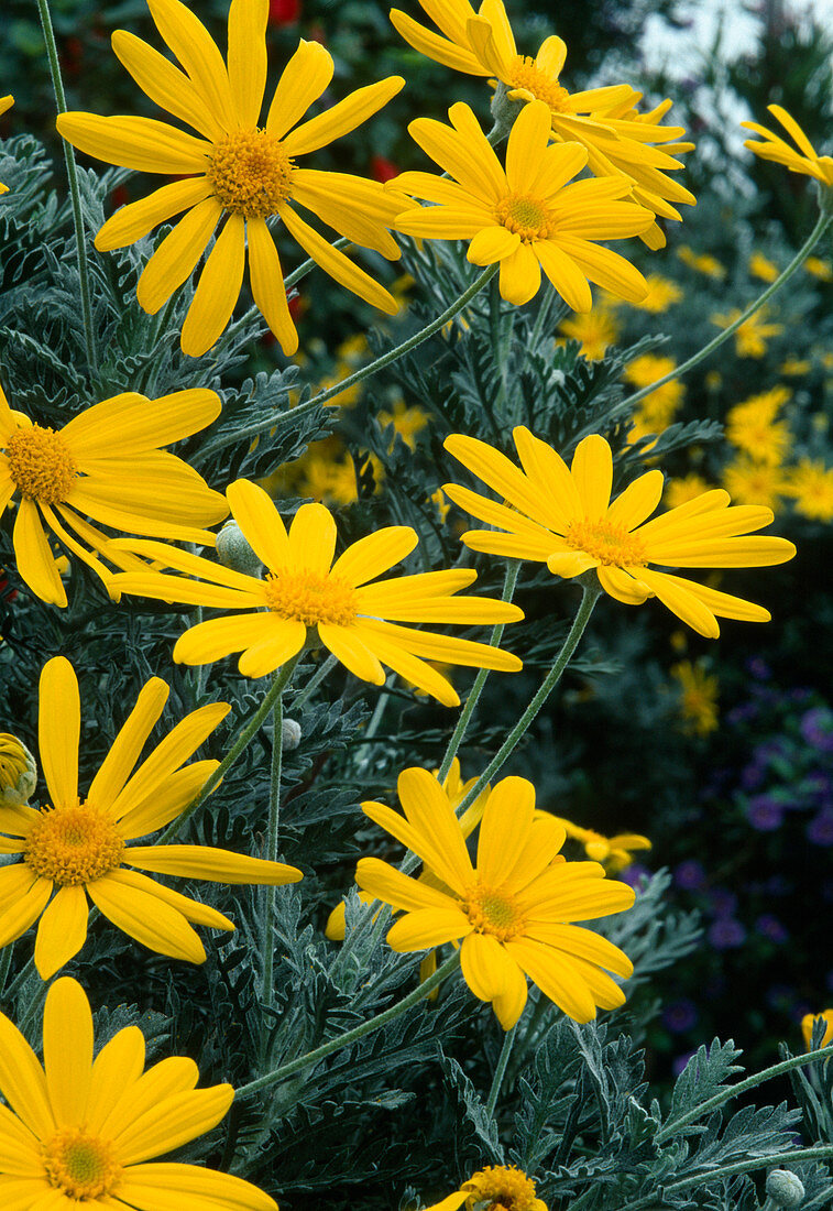 Euryops chrysanthemoides