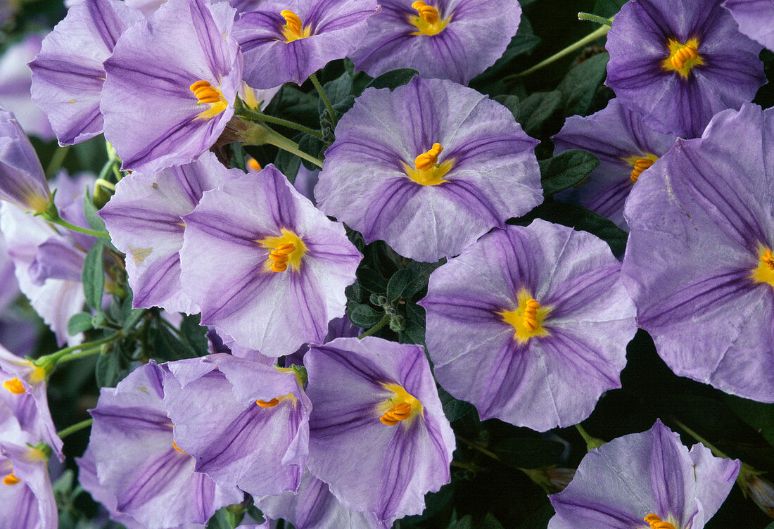 Solanum rantonnetii