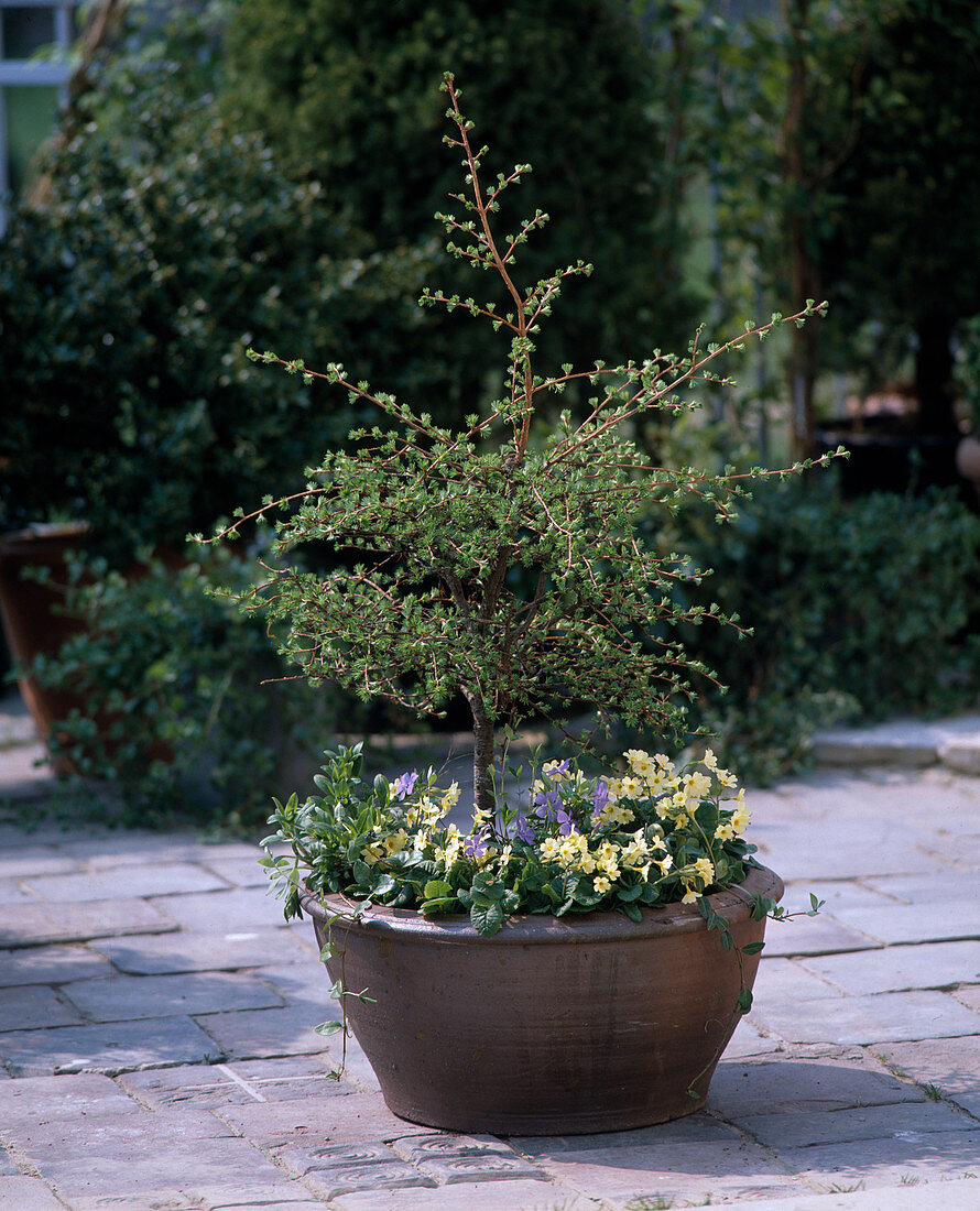 Larix Leptolepis (Lärche), Primula Acaulis