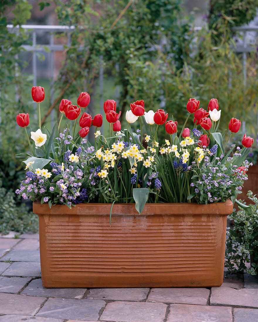 Tulpen, Myosotis, Narzissen und Muscari