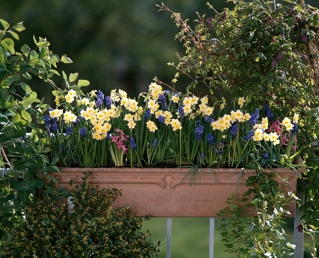 Narcissus hybride 'Hawera'