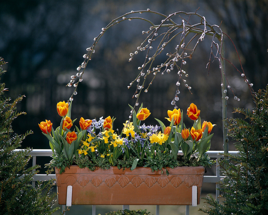 Tulipa, Narcissus 'Tete a Tete', Crocus vernus