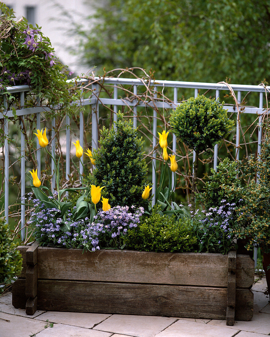 Buxus (box) cone and stem, Tulipa (tulip), Myosotis