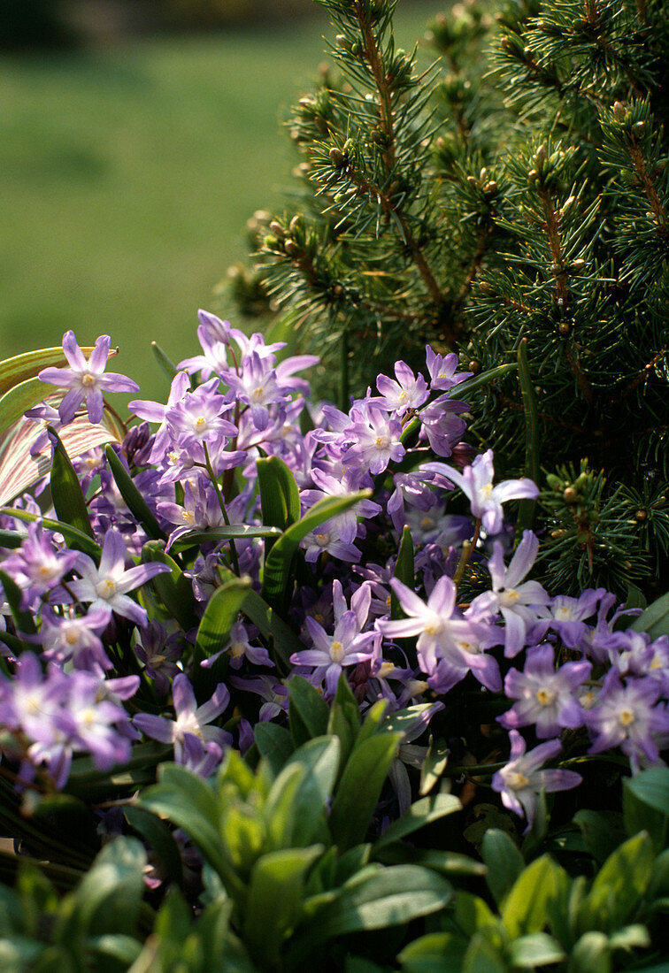 Chionodoxa luciliae