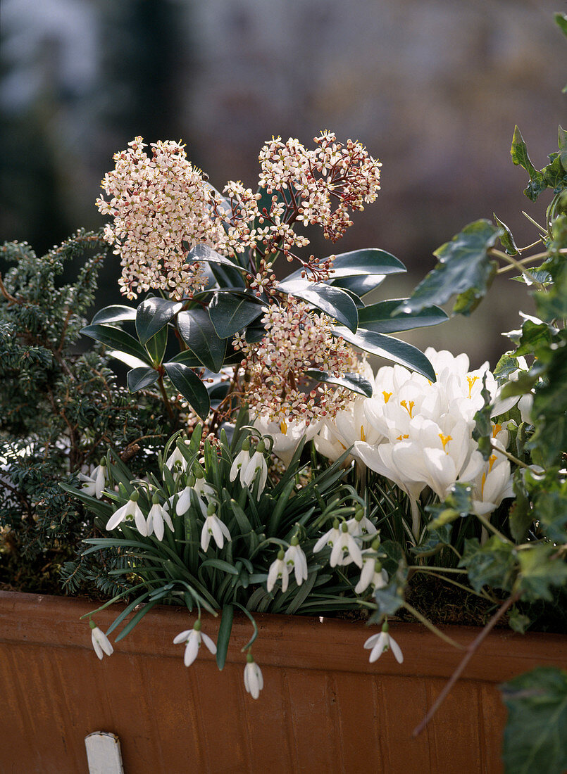 Skimmia japonica, Crocus vernus