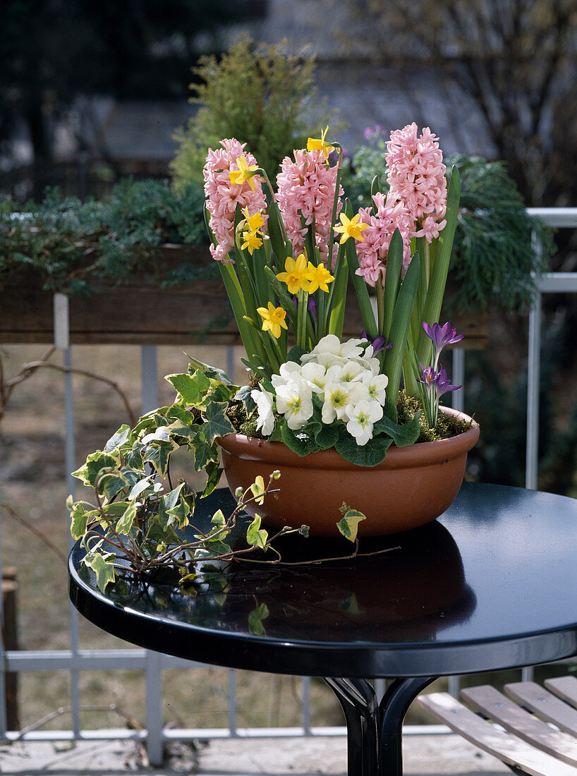 Hyacinthus orientalis, Primula acaulis, Hedera helix