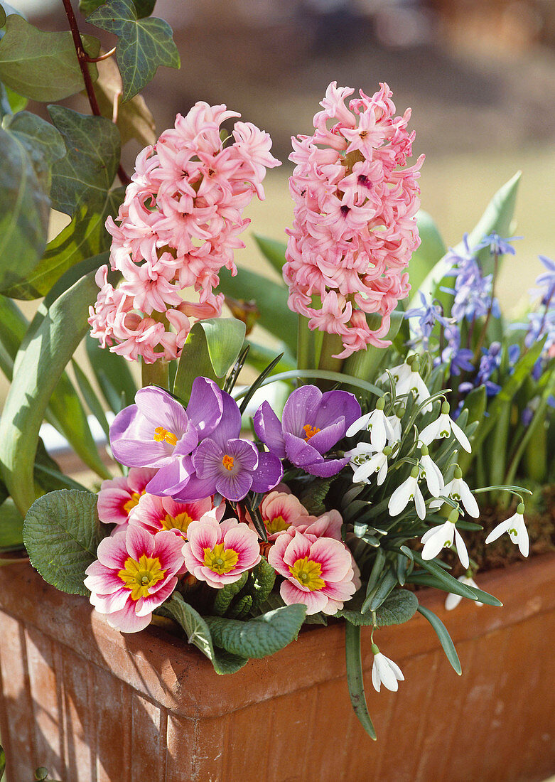 Hyacinthus orientalis, Crocus vernus, Primula acaulis