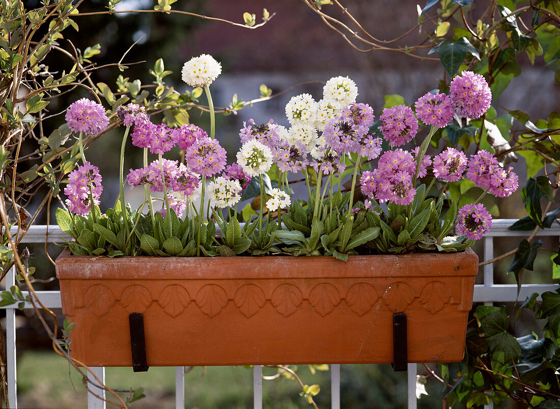 Primula denticulata