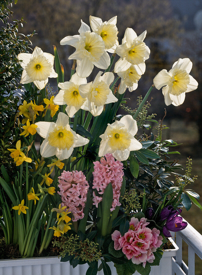 Shallow narcissus, Narcissus 'Tete A Tete'