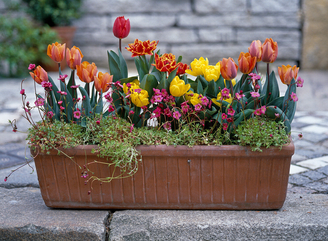 Balcony box with various tulips