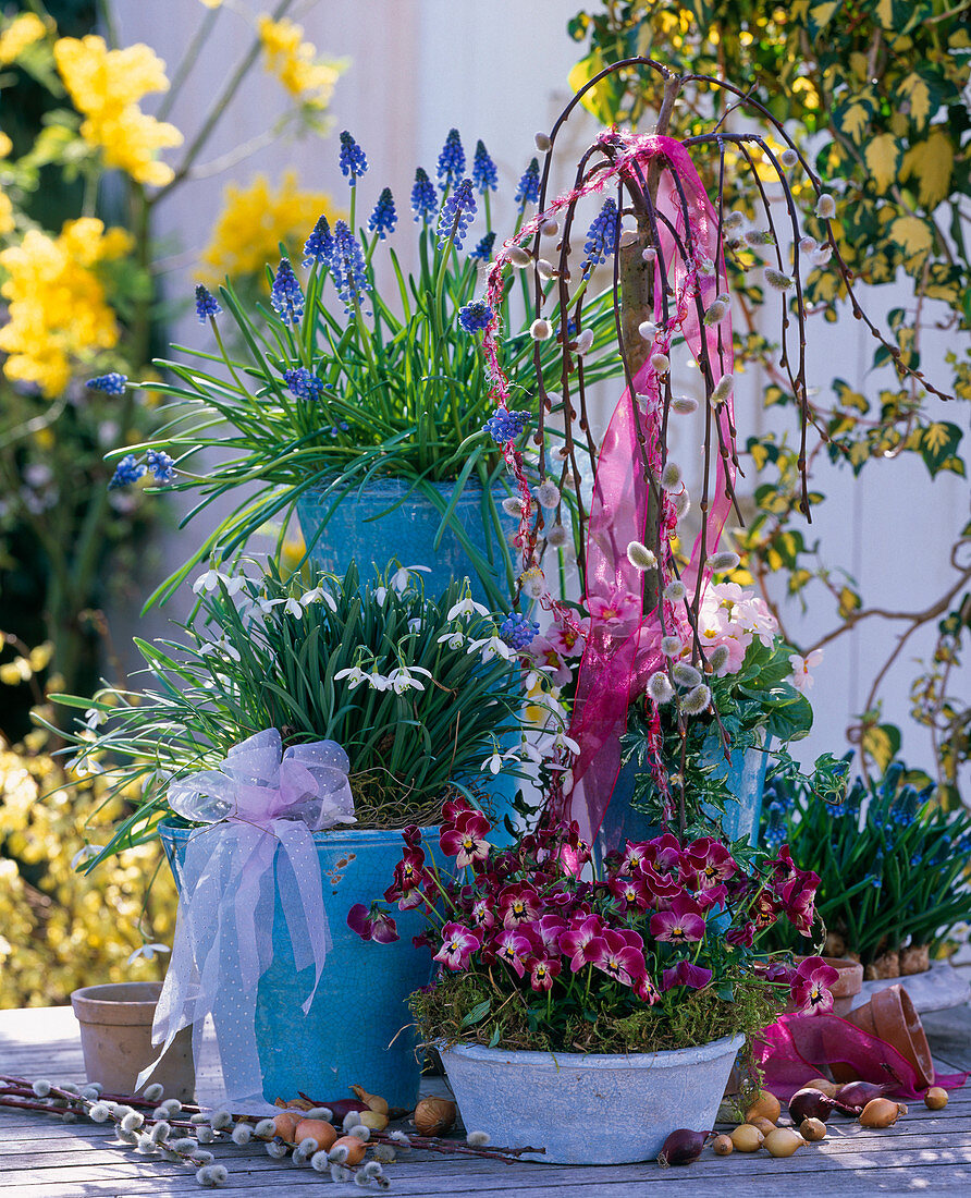 Salix 'Kilmarnock' (Kätzchenweide), Muscari (Traubenhyazinthe), Galanthus (Schneeglöckchen)