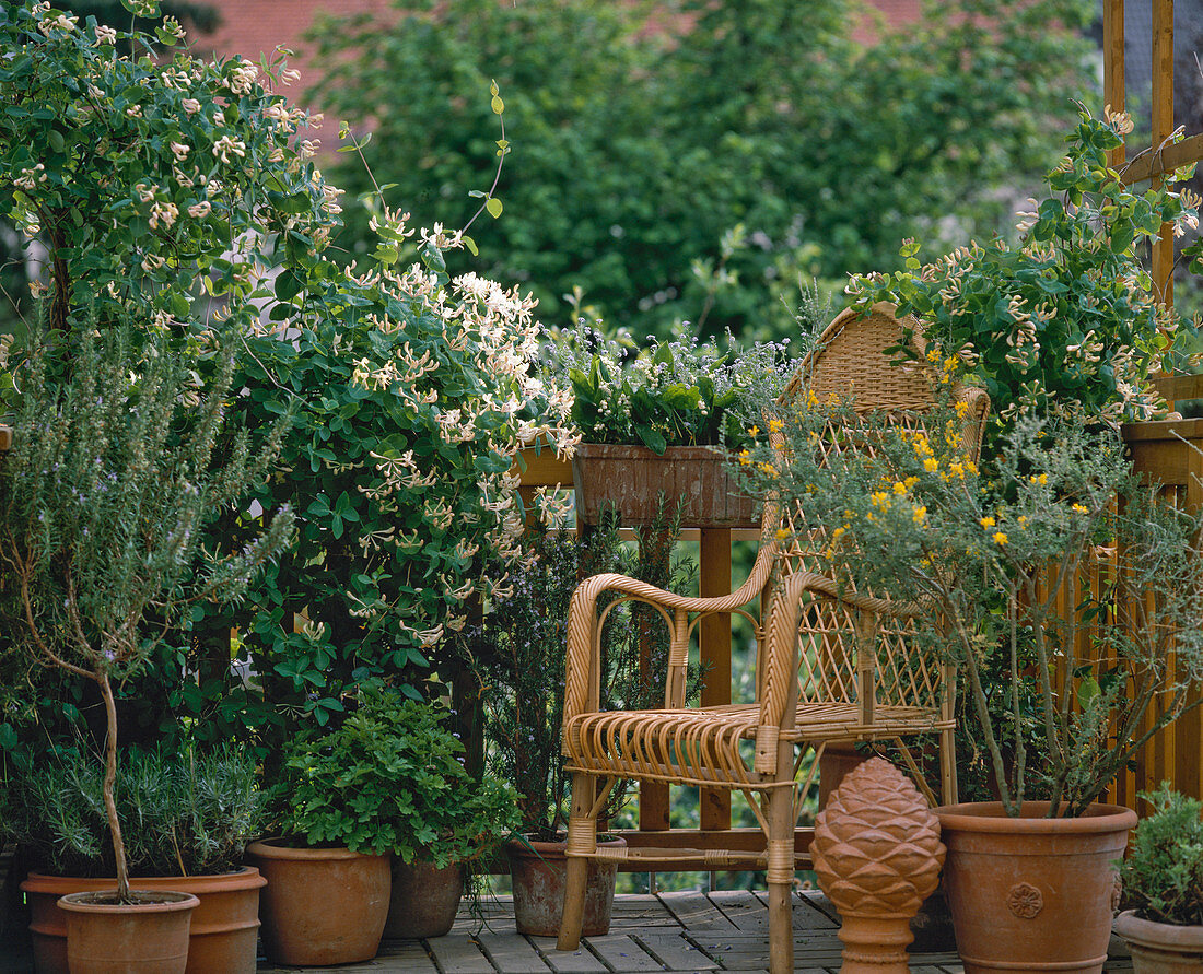 Lonicera caprifolium, Cytisus