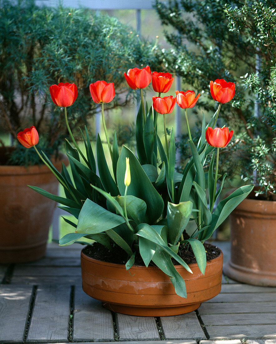 Tulips in a bowl