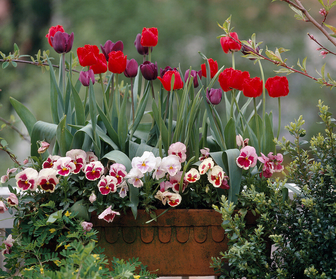 Planting a box with Tulipa (tulips) and Viola (9/9)