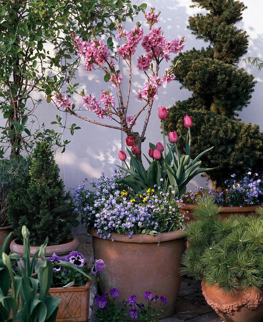 Prunus persica, Myosotis sylvatica, Tulipa