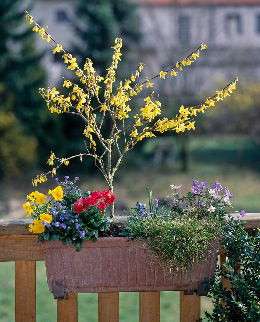 Forsythia Intermedia, Bellis Perennis, Viola Cornuta