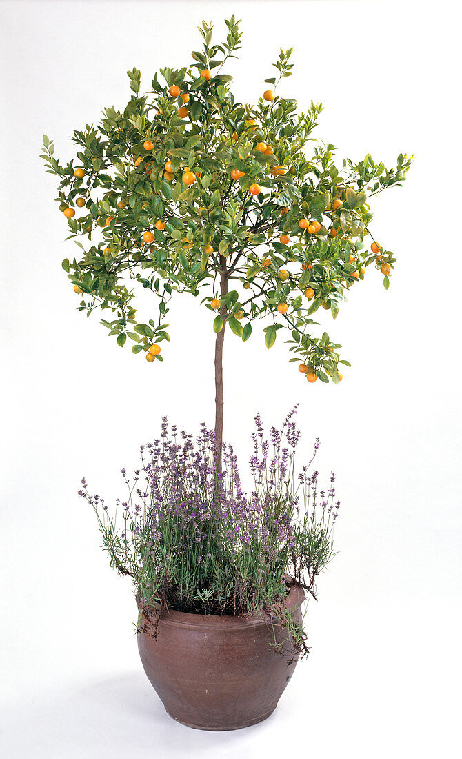 Citrus X mitis, Lavandula