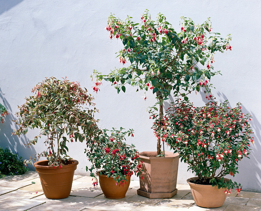 Fuchsia Corallina Variegata, 'Brutus', 'Celia'