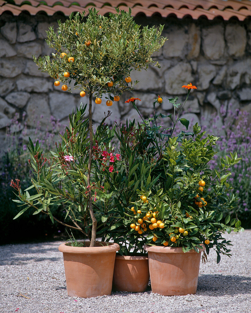 Nerium oleander, Citrus X mitis, Tithonia