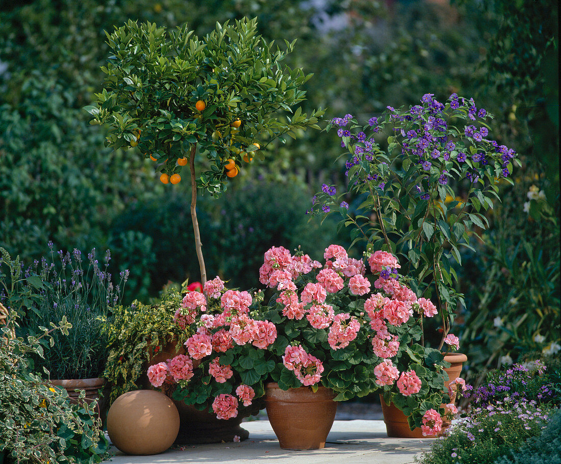 Citrus, Solanum Rantonnetii, Pelargonium