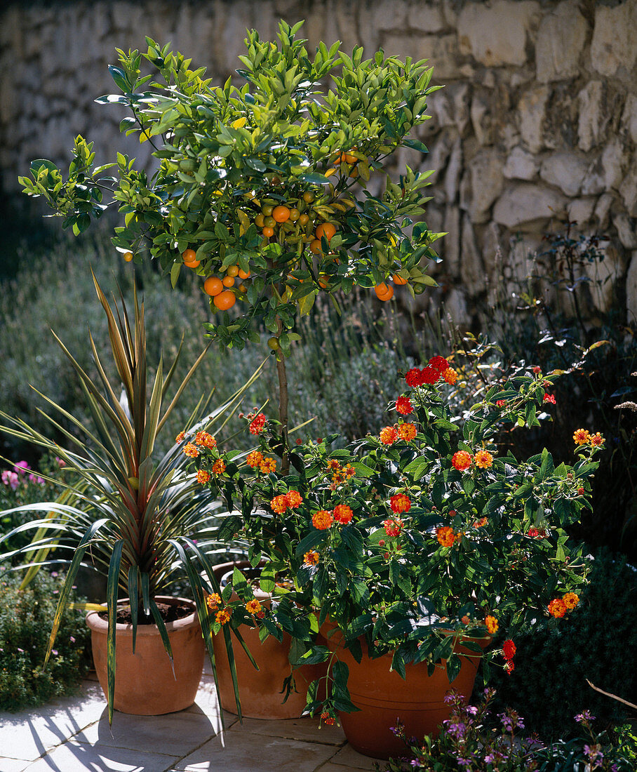 Citrus X mitis, Lantana camara hybr.