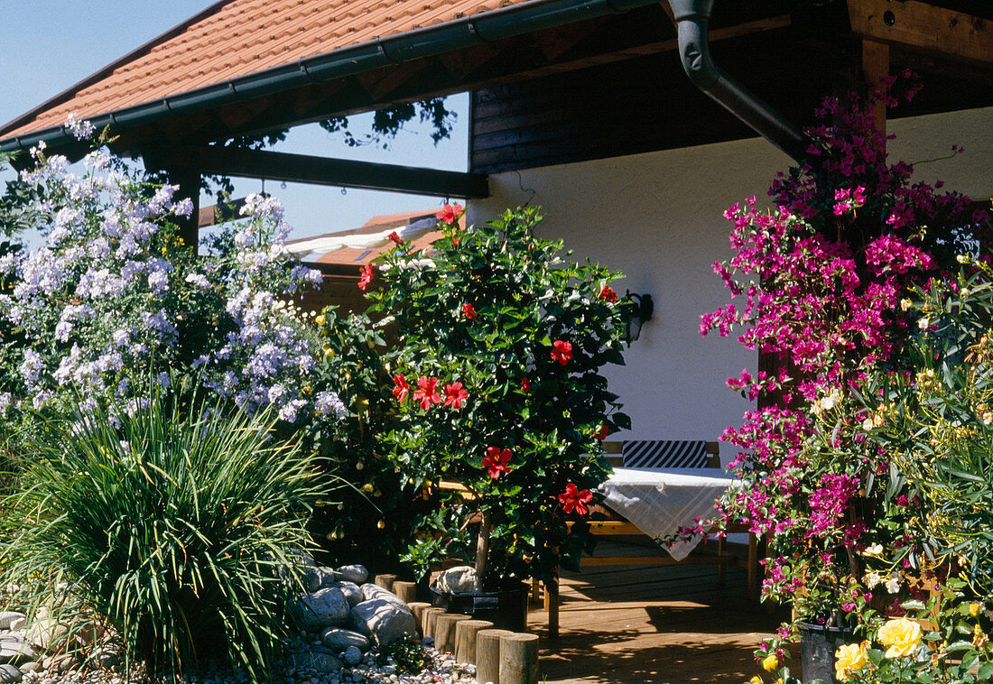 Terrace with Plumbago Caerulea