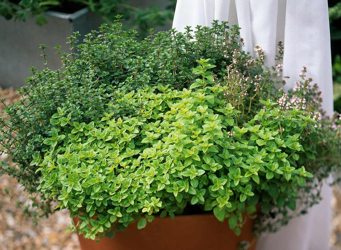 Origanum and thyme