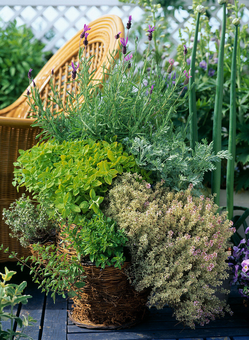 Origanum hybrid, marjoram, thyme