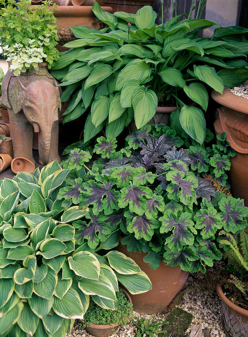 Hosta (Funkien), Heucherella