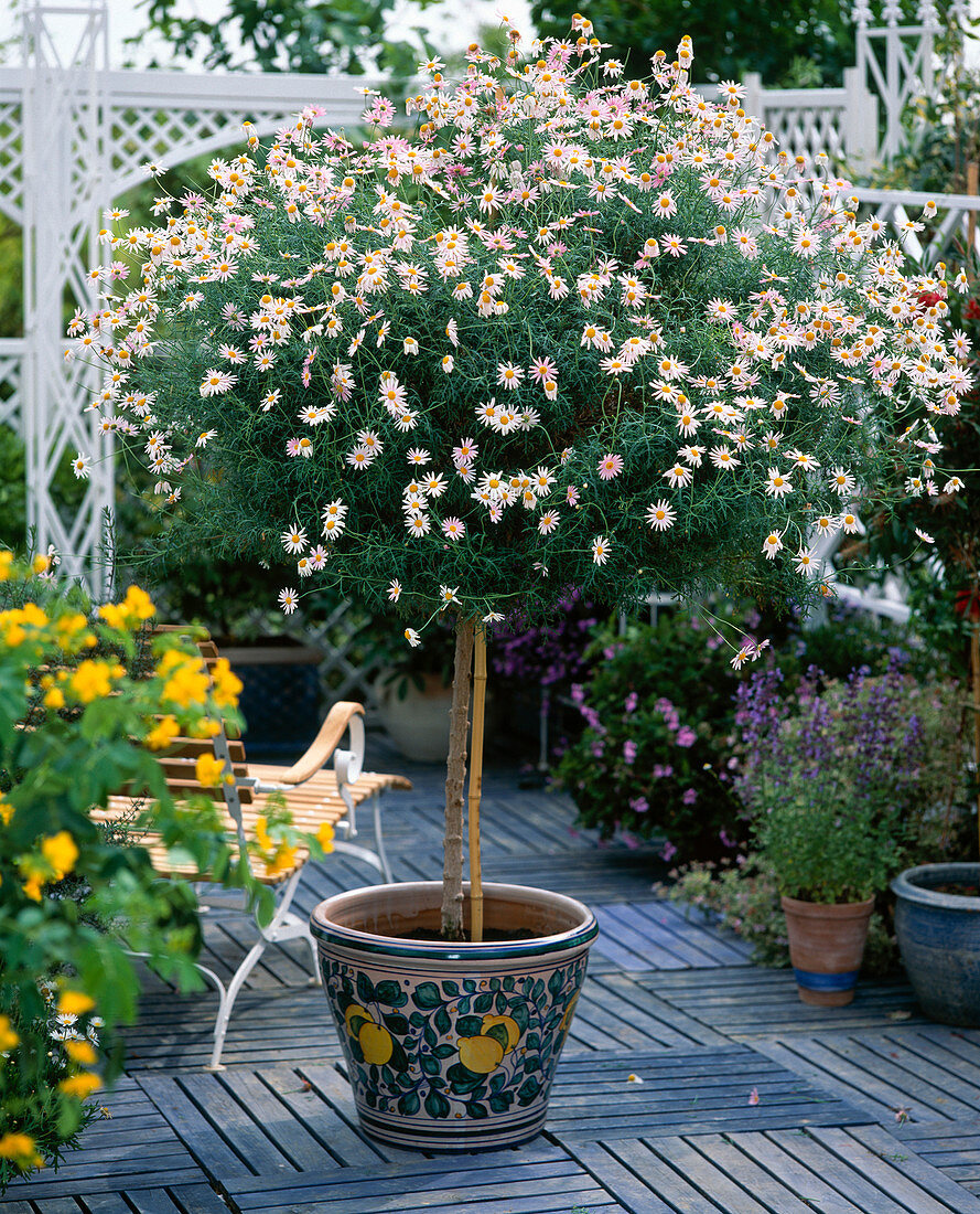 Argyranthemum frutescens