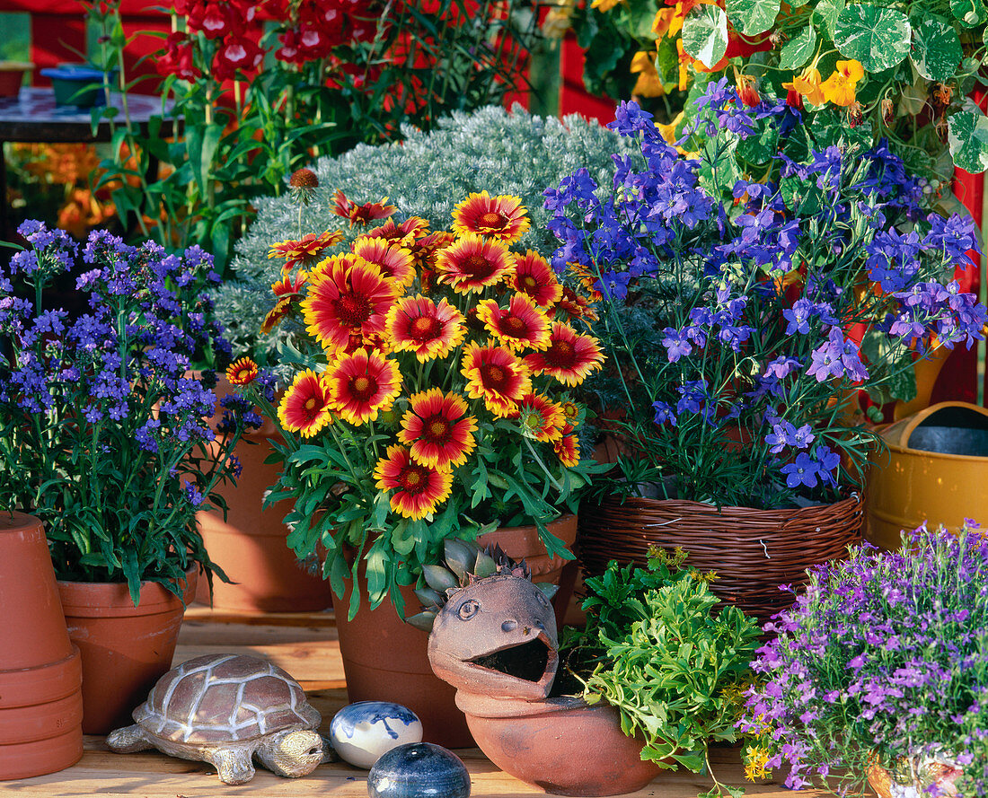 Gaillardia Aristata 'Kobold', Delphinium hybr. (delphinium)