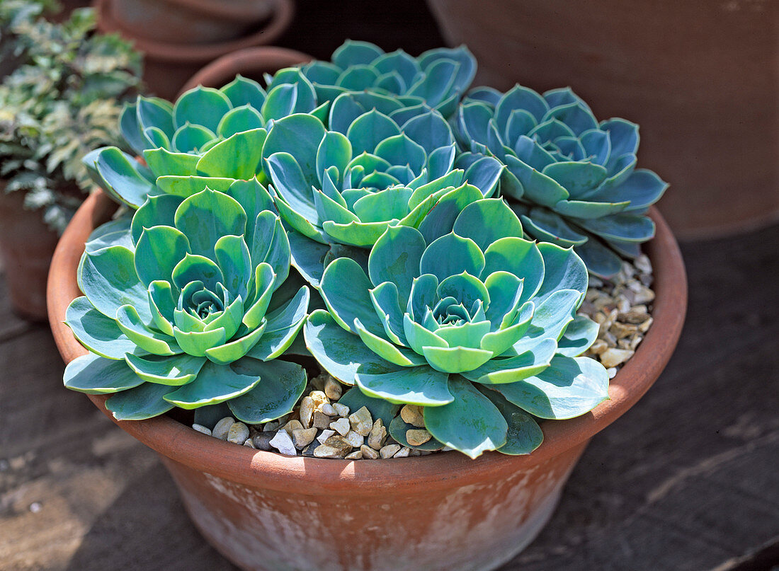 Echeveria in pot