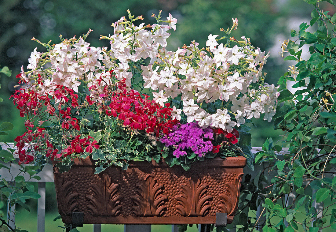 Nicotiana 'Appleblossom', Pelargonium, Ageratum