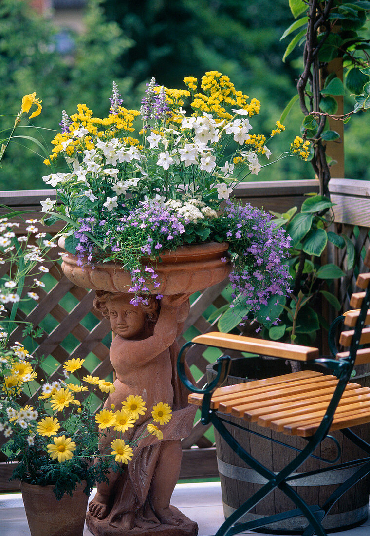 Limonium, Nicotiana (ornamental tobacco, Lobelia) (man's trefoil)