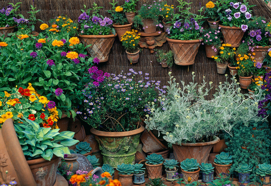 Calendula, viola, tagetes, Felicia, Verbena