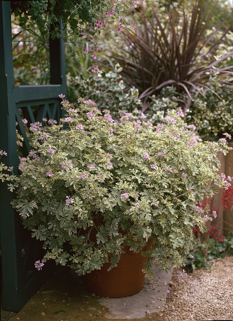 Scented Pelargonium