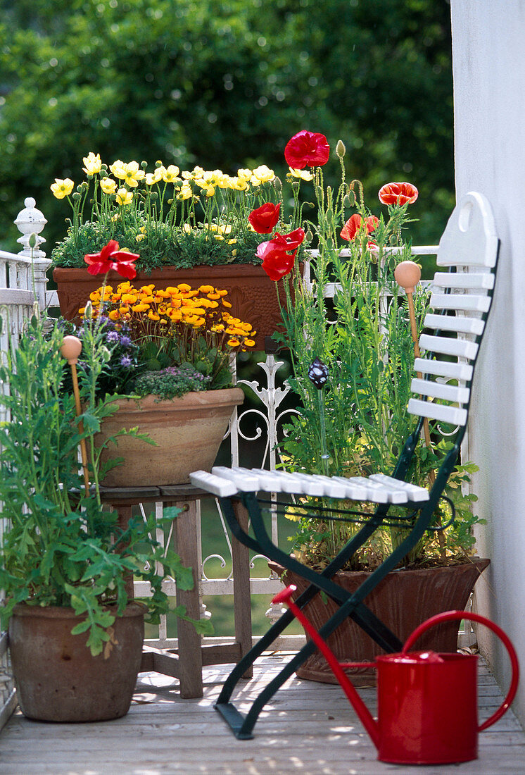 Papaver miyabeanum 'Pacino' (Gelb)